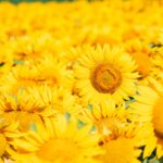 pexels-nikiemmert-33127482